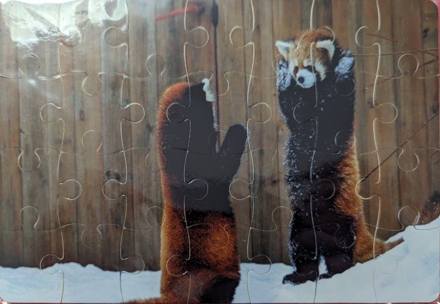 Red pandas