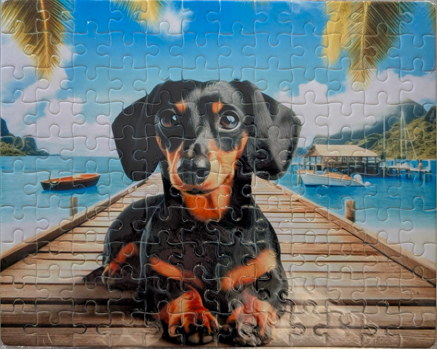 Dachshund