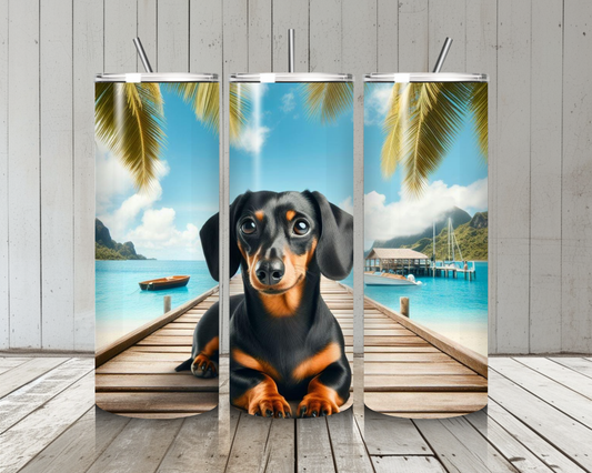 Dachshund